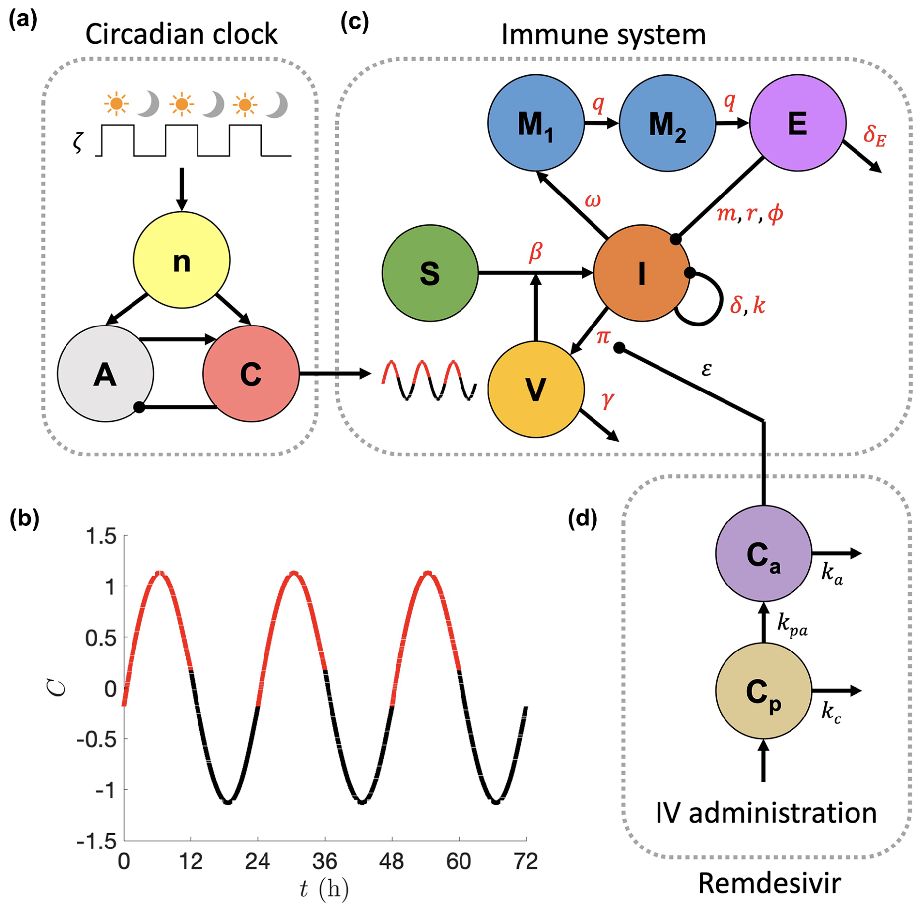 Schematic of the coupled circadian clock, immune system, and remdesivir treatment model